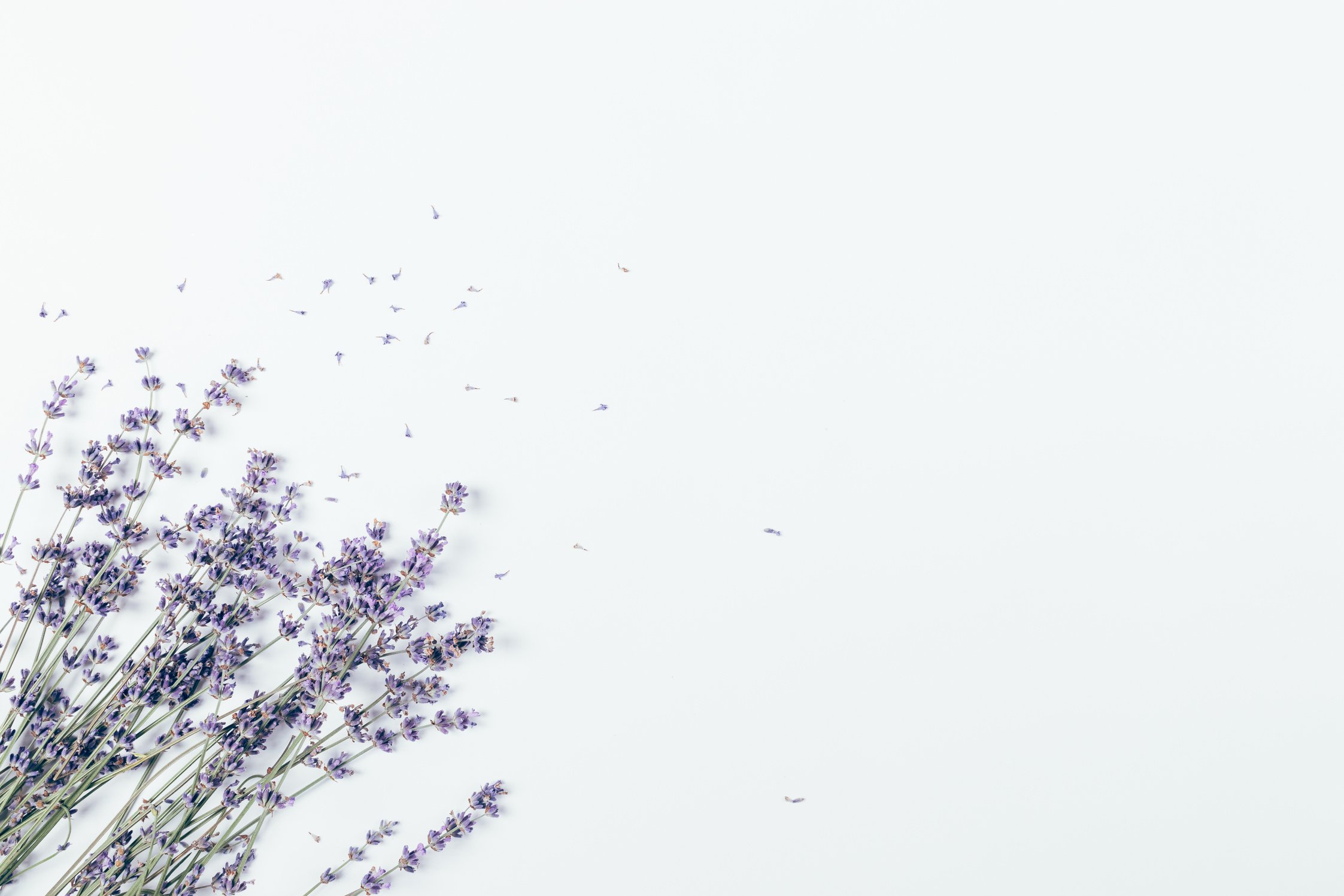 Top View of Lavender on White Background